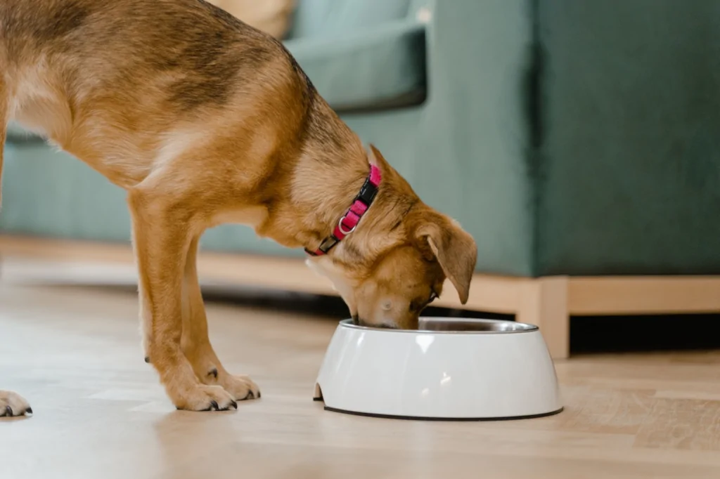 brown dog eating food from the bowl