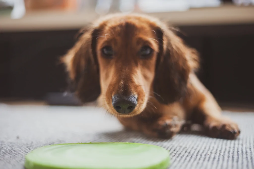 brown dog lying on gray floor