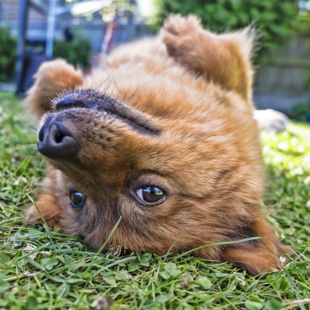 brown dog lying upside down in the field