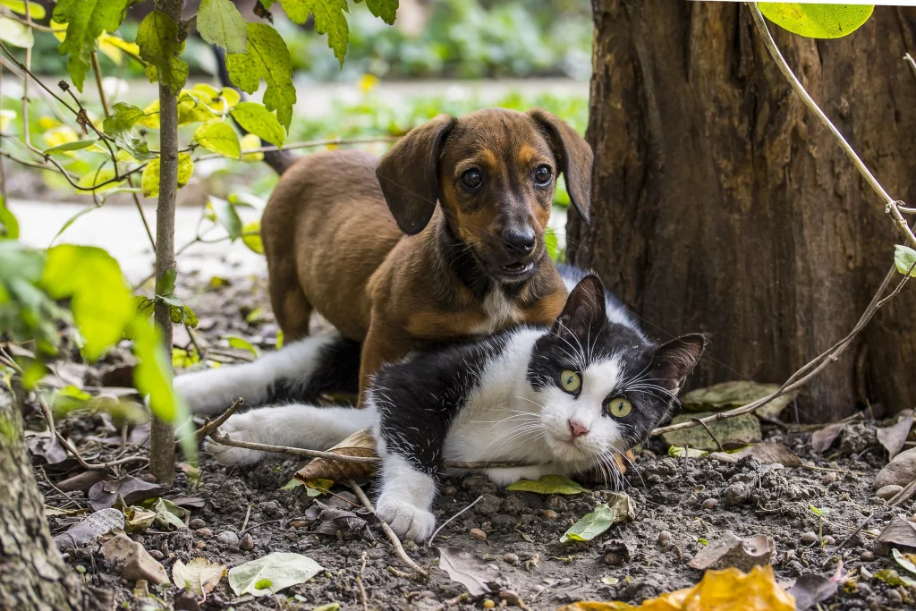 brown dog on top of black and white cat outdoors