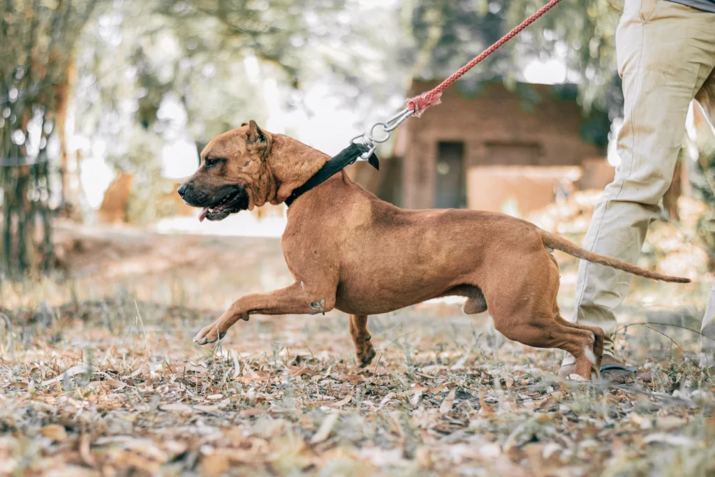 brown dog pulling on a leash on gray leaves outside