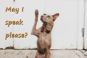 brown dog raising front paw while sitting with text 'may I speak please'