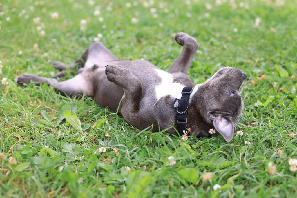 brown dog rolling over in grass