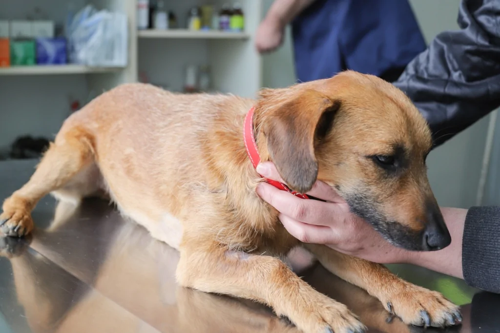 brown dog waiting to be examined by a vet