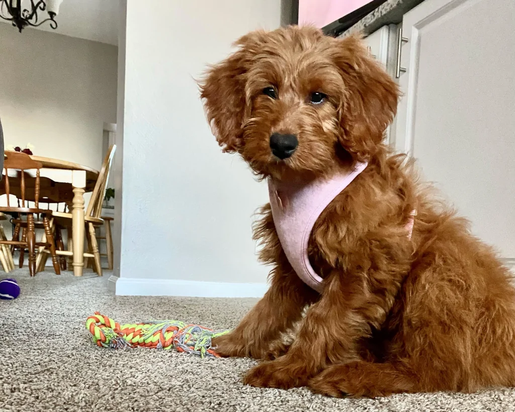 brown long-haired dog sitting on the floor