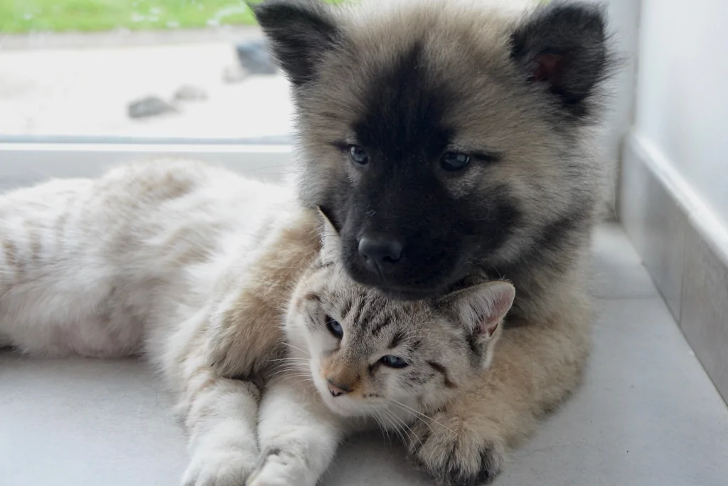 brown puppy hugging a gray cat