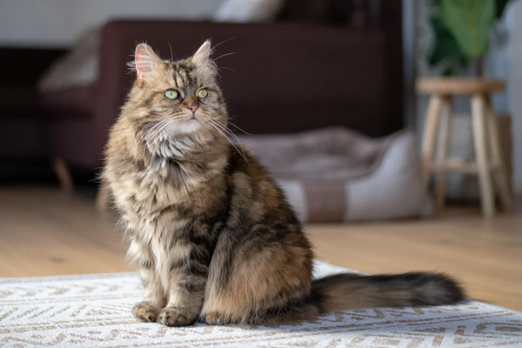 brown senior cat standing in carpet indoors