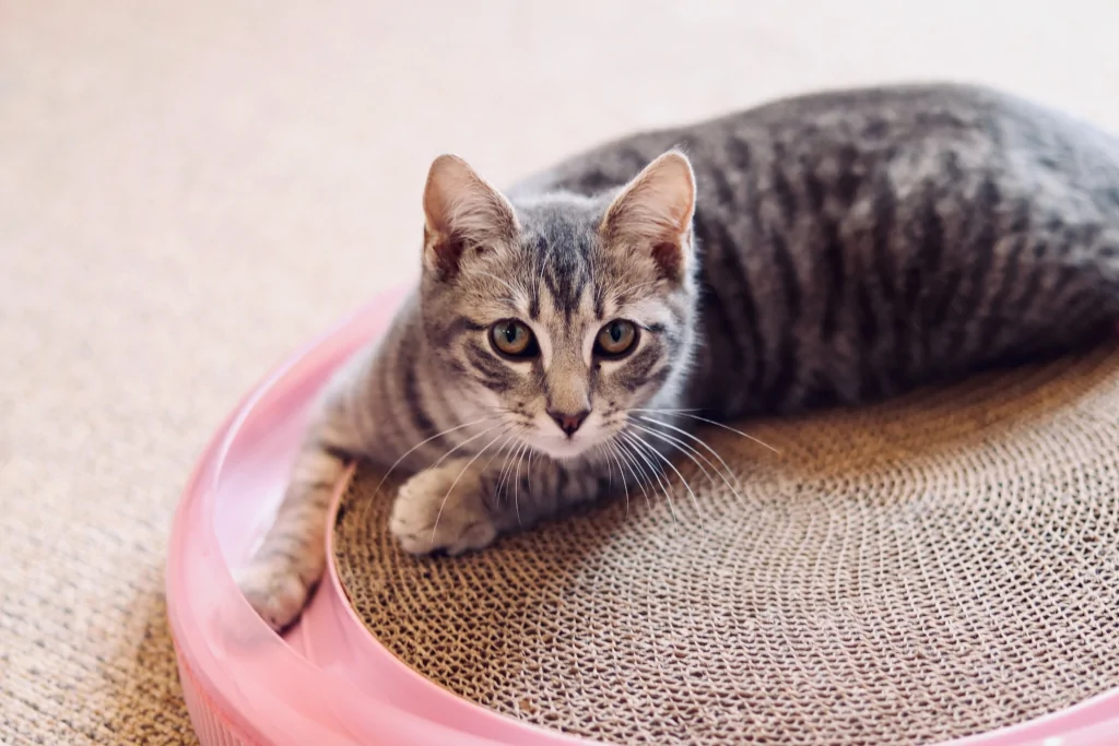 brown tabby cat on pink plastic basin lying