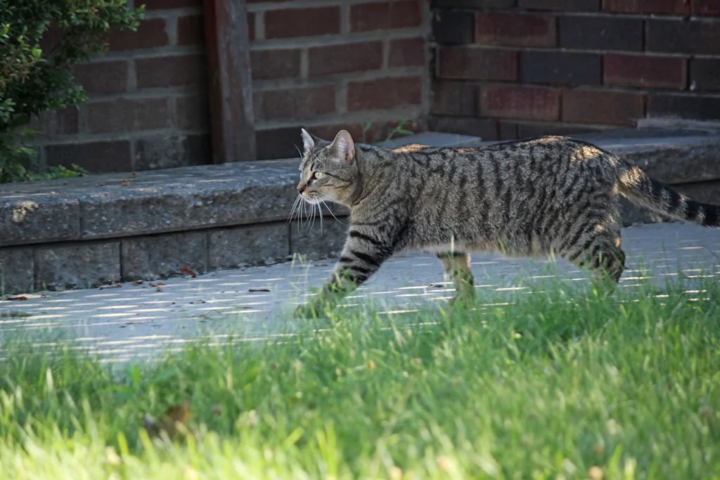 brown tabby cat outside near the grass