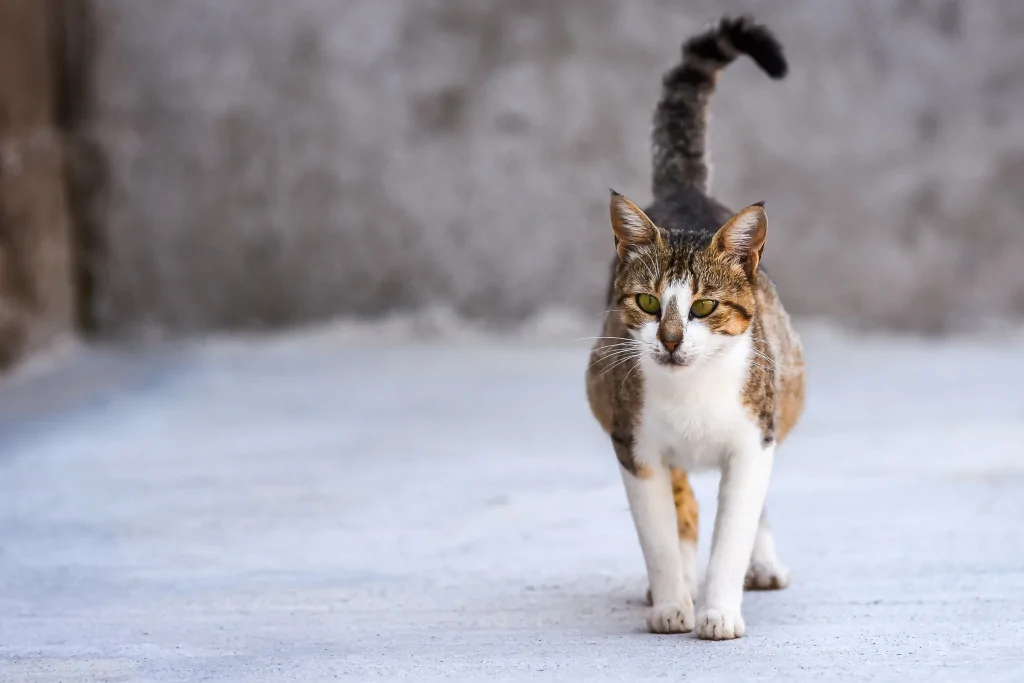 calico cat walking with its raised tail