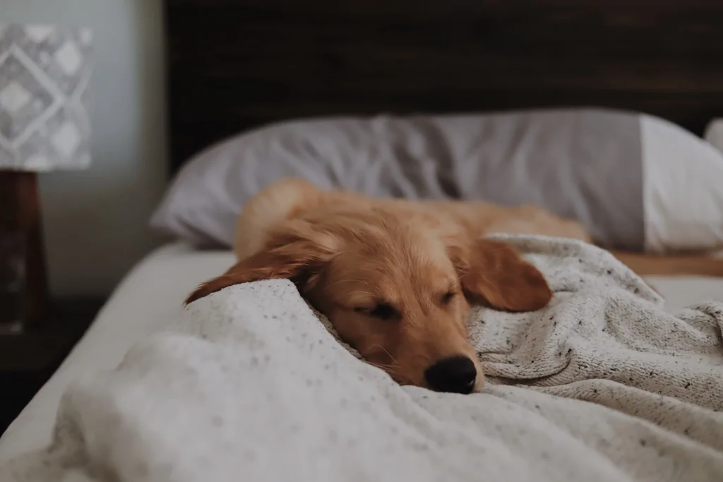 calm brown dog lying on bed