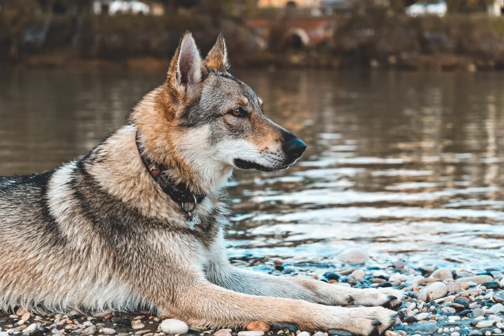 calm dog sitting beside water outside