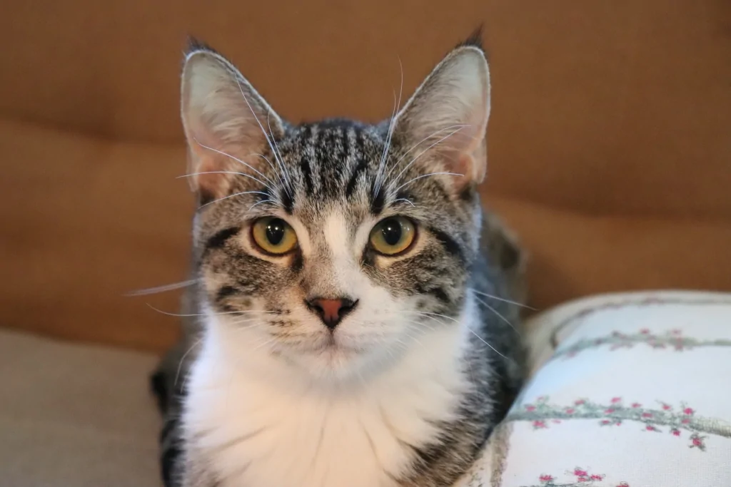 close up of a white and brown cat sitting on a couch