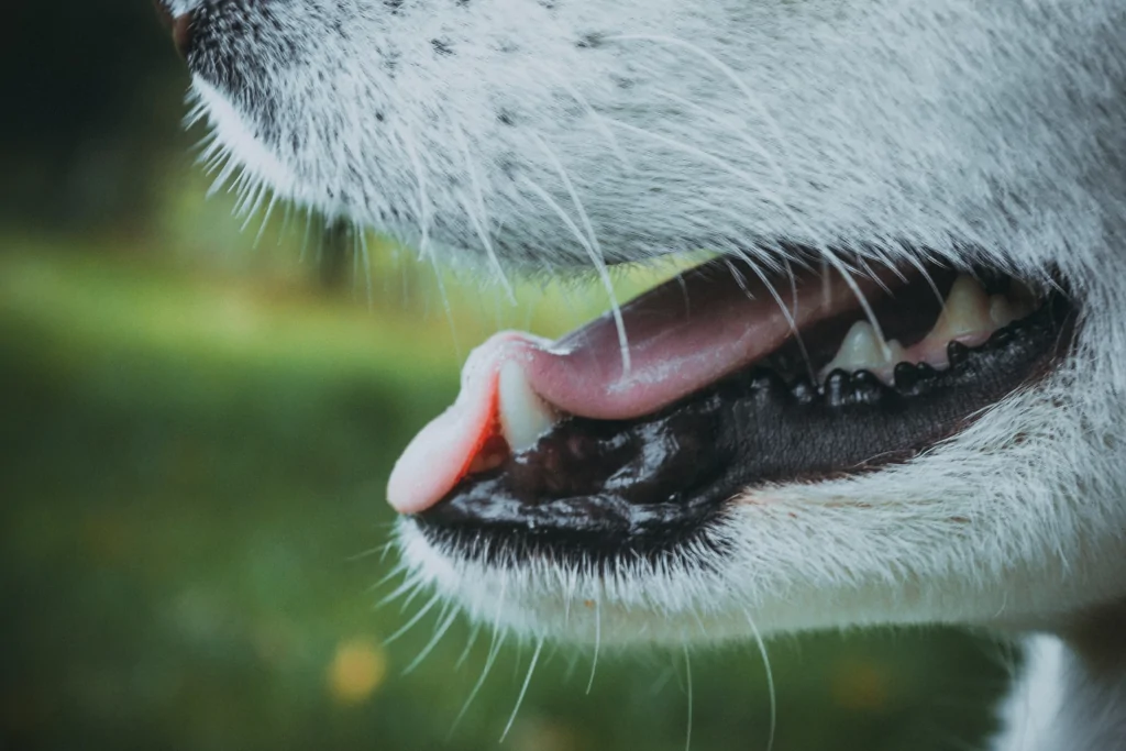 close up photo of a white dog's mouth and lips