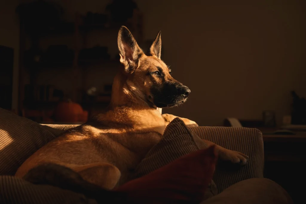 german shepherd lying on bed with sunlight going through window