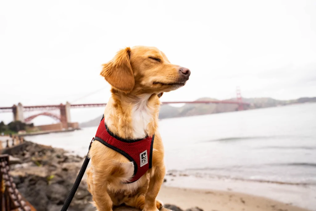 golden retriever sitting on the beach wearing red leash harness