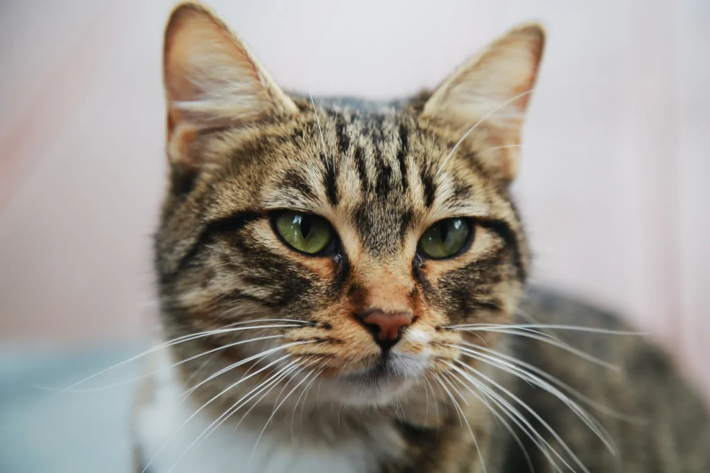 gray and brown cat with long white whiskers