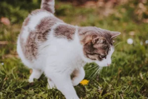 gray and white cat outside standing on grass