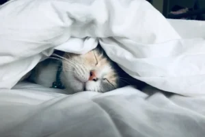 gray and white cat sleeping under sheets in bed