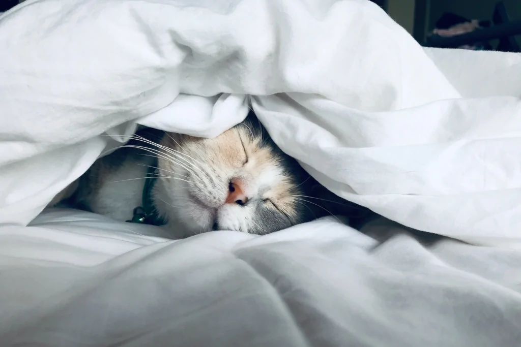 Cat sleeping outlet blanket