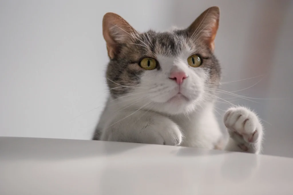 gray and white tabby cat climbing up the counter