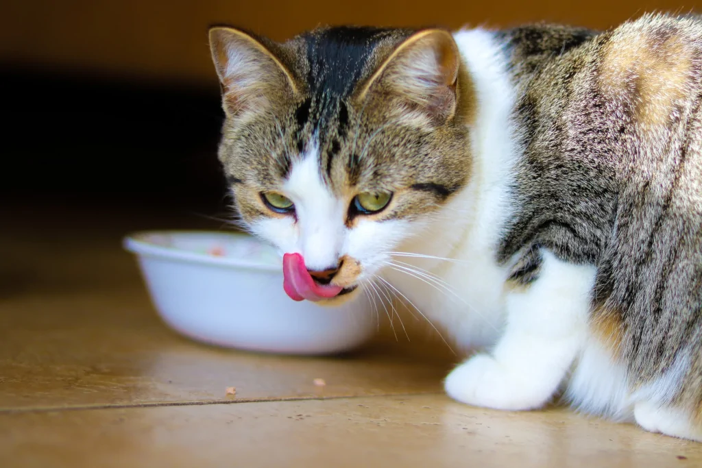 gray and white tabby cat on wooden floor eating food licking itself