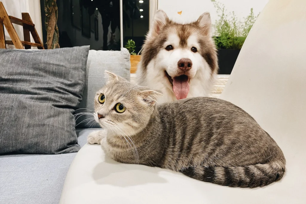 gray cat lying next to a dog on bed