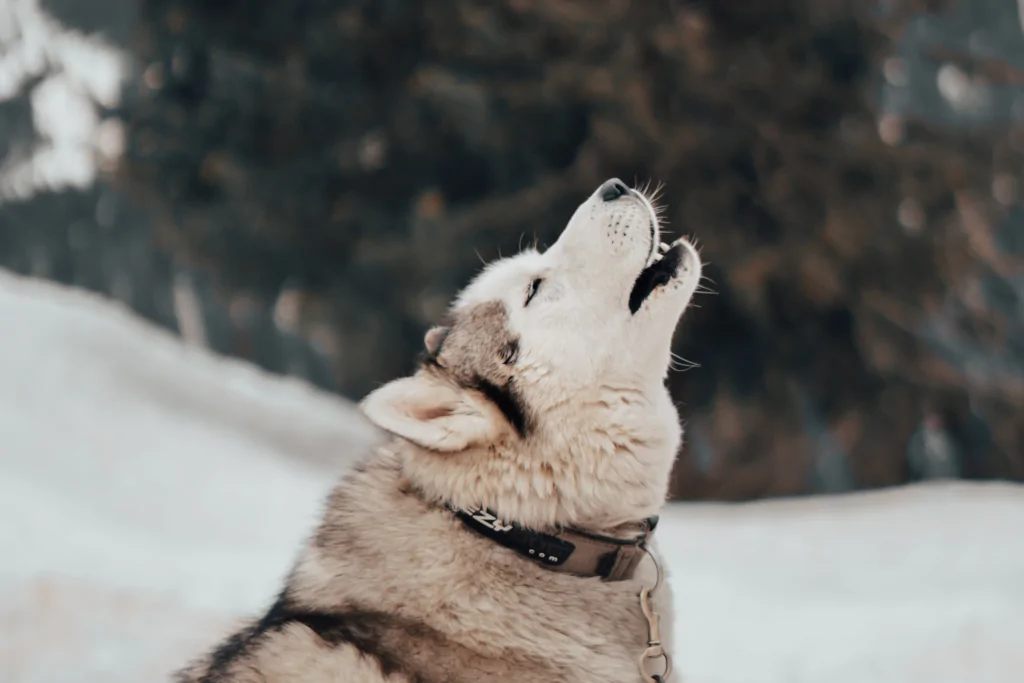 gray siberian husky howling in the snow
