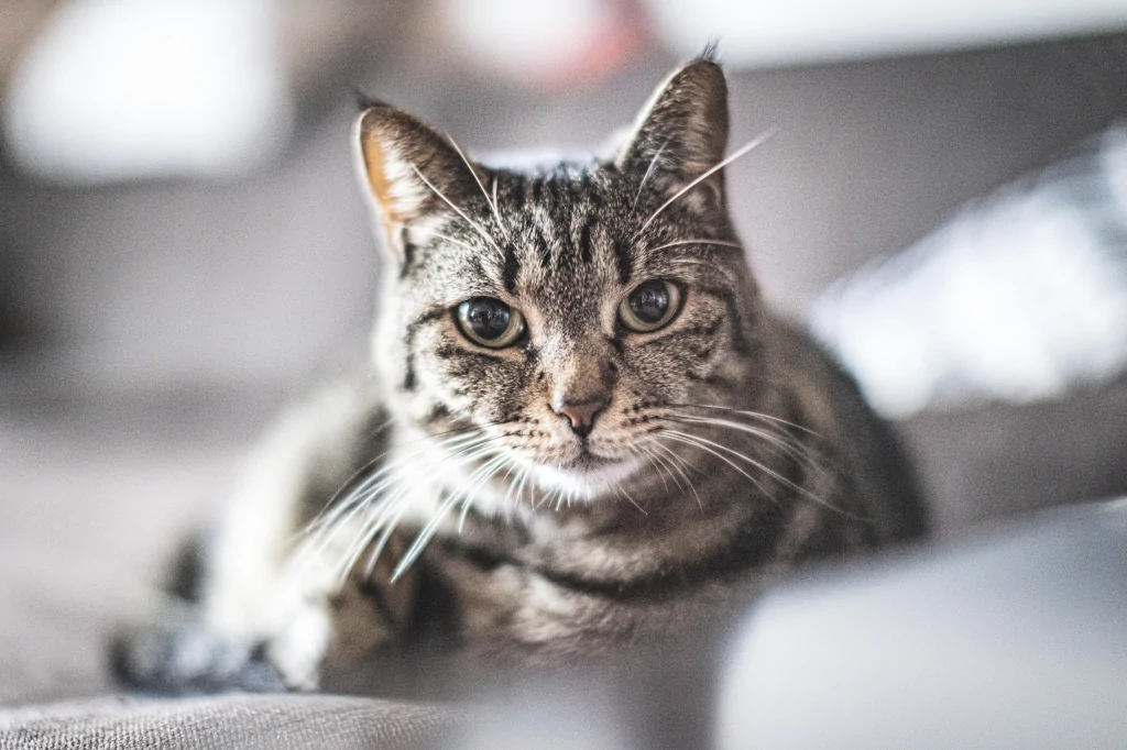 gray tabby cat lying on gray couch