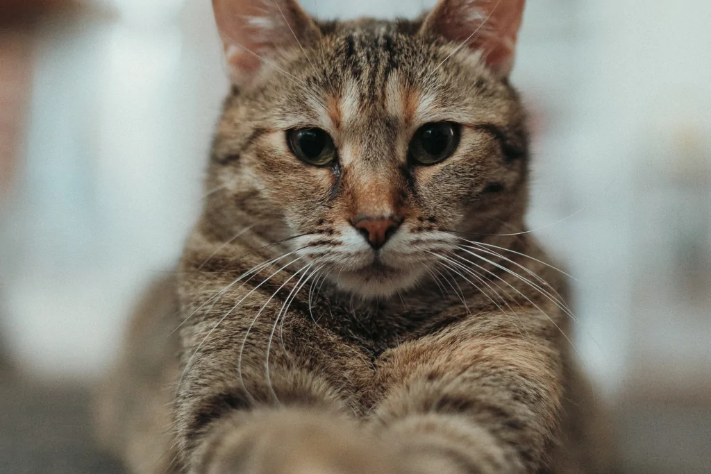 gray tabby cat lying on the carpet looking at camera