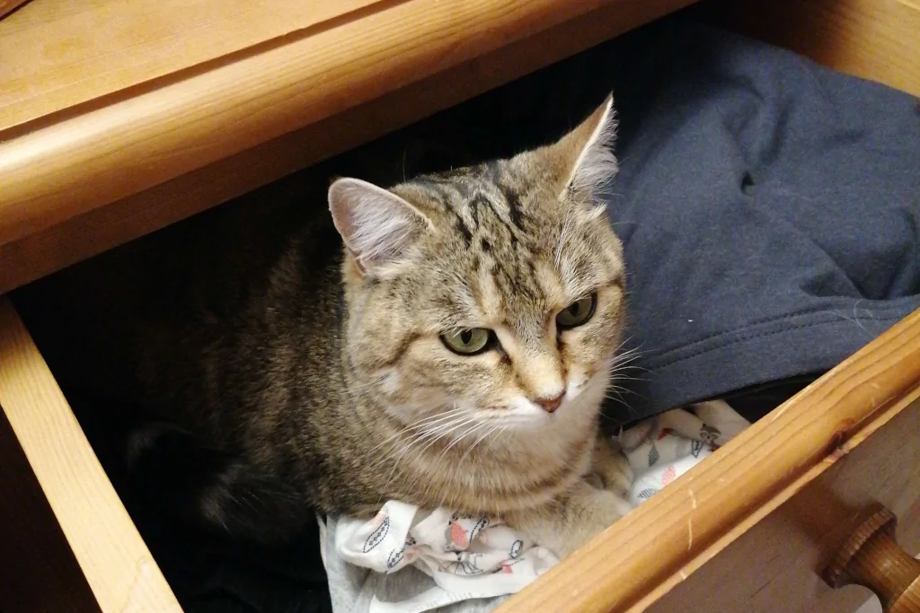 gray tabby cat sitting in a drawer