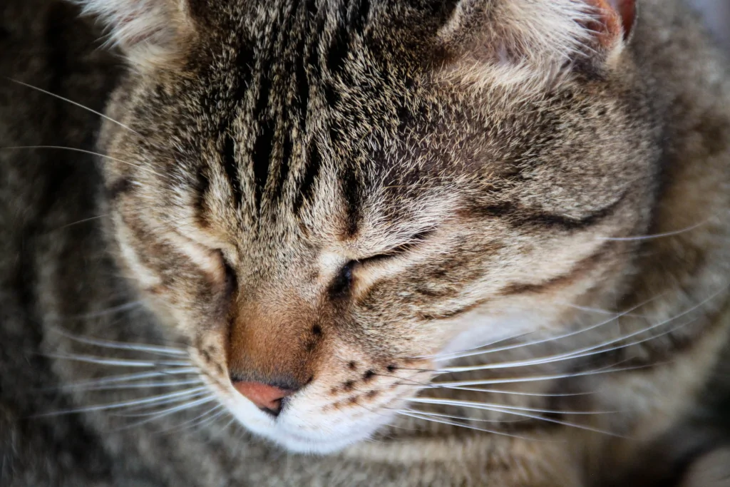 gray tabby cat squinting its eyes