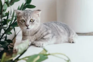 gray tabby kitten lying besides a green plant indoors