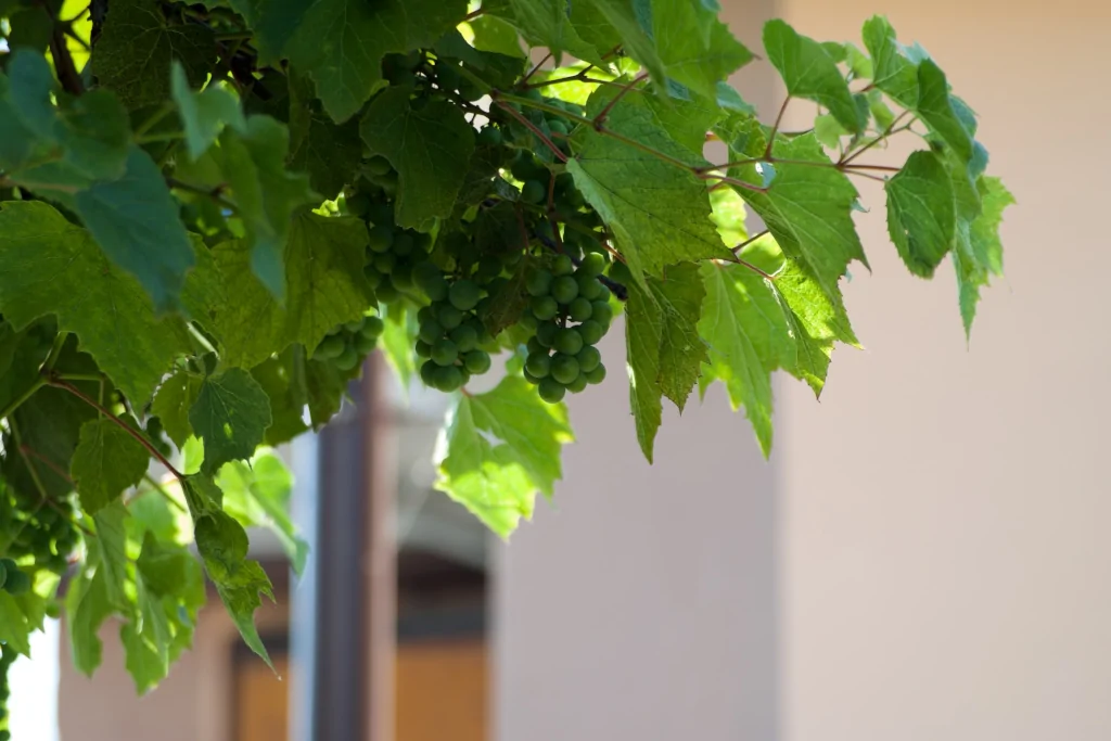 green grape leaves in focus