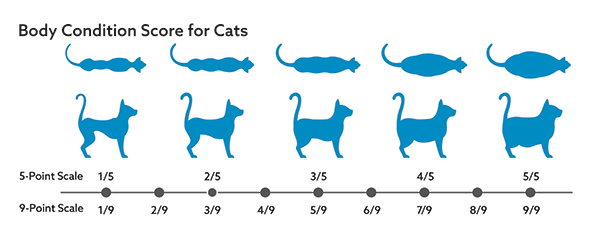 body condition score for cats