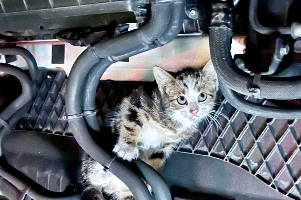 kitten hiding in the engine Bay of a truck