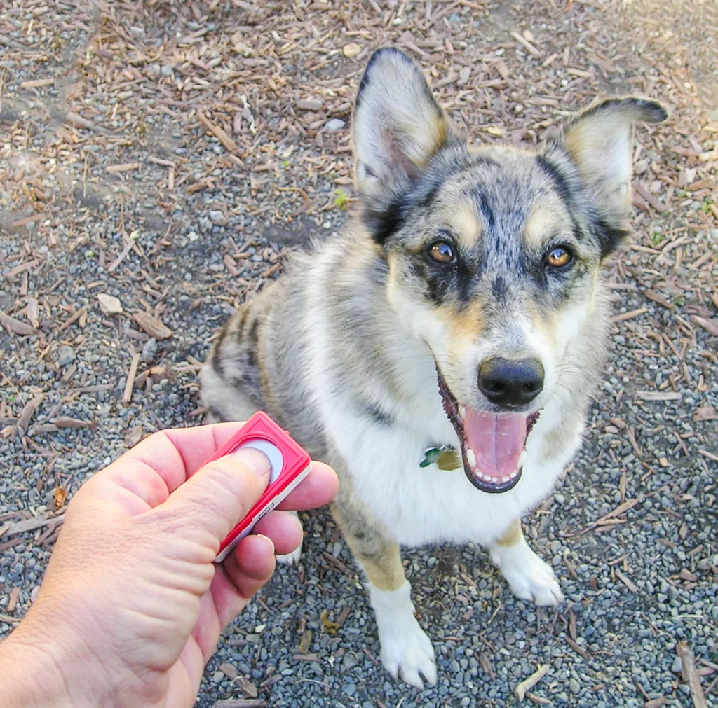 man holding a red clicker tool for training next to dog