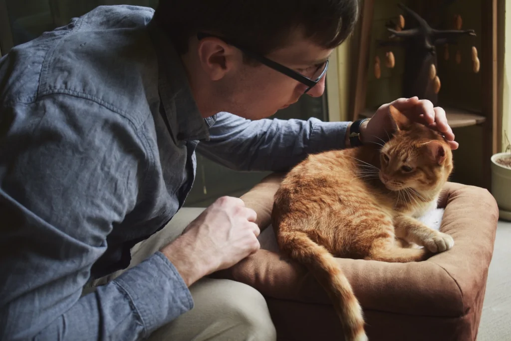 man petting orange cat sitting in chair