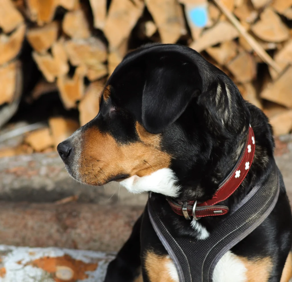 multi colored dog with leather collar standing outside