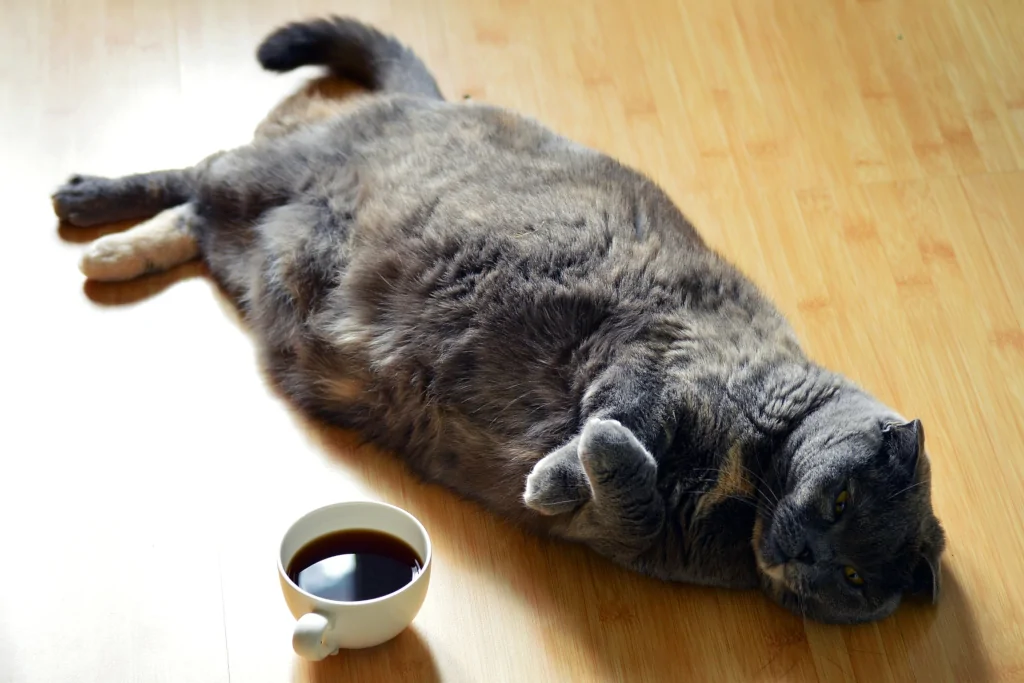 obese brown and gray cat lying on wooden floor next to cup of coffee