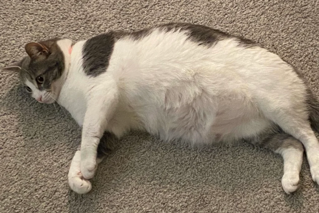 obese white and black cat lying on gray carpet