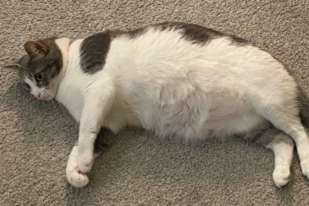 https://animalreport.net/wp-content/uploads/2023/04/obese-white-and-black-cat-lying-on-gray-carpet.webp