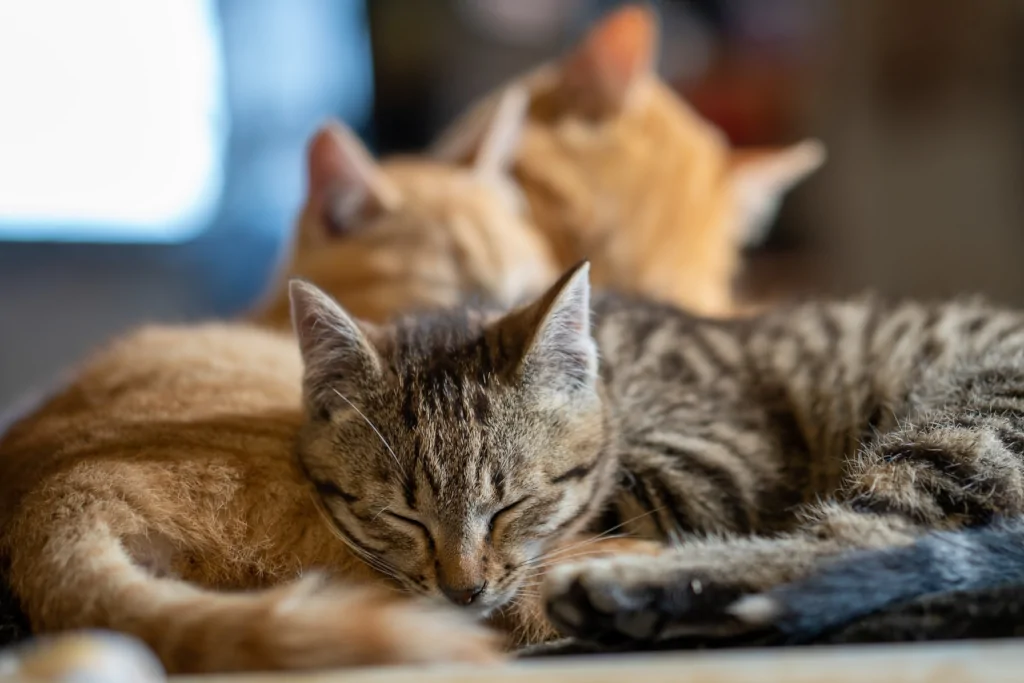 one silver and one orange cat lying on bed