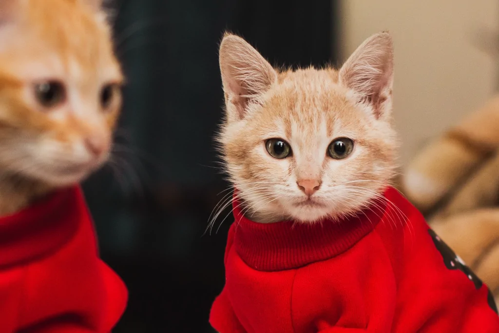 orange cat in red sweater