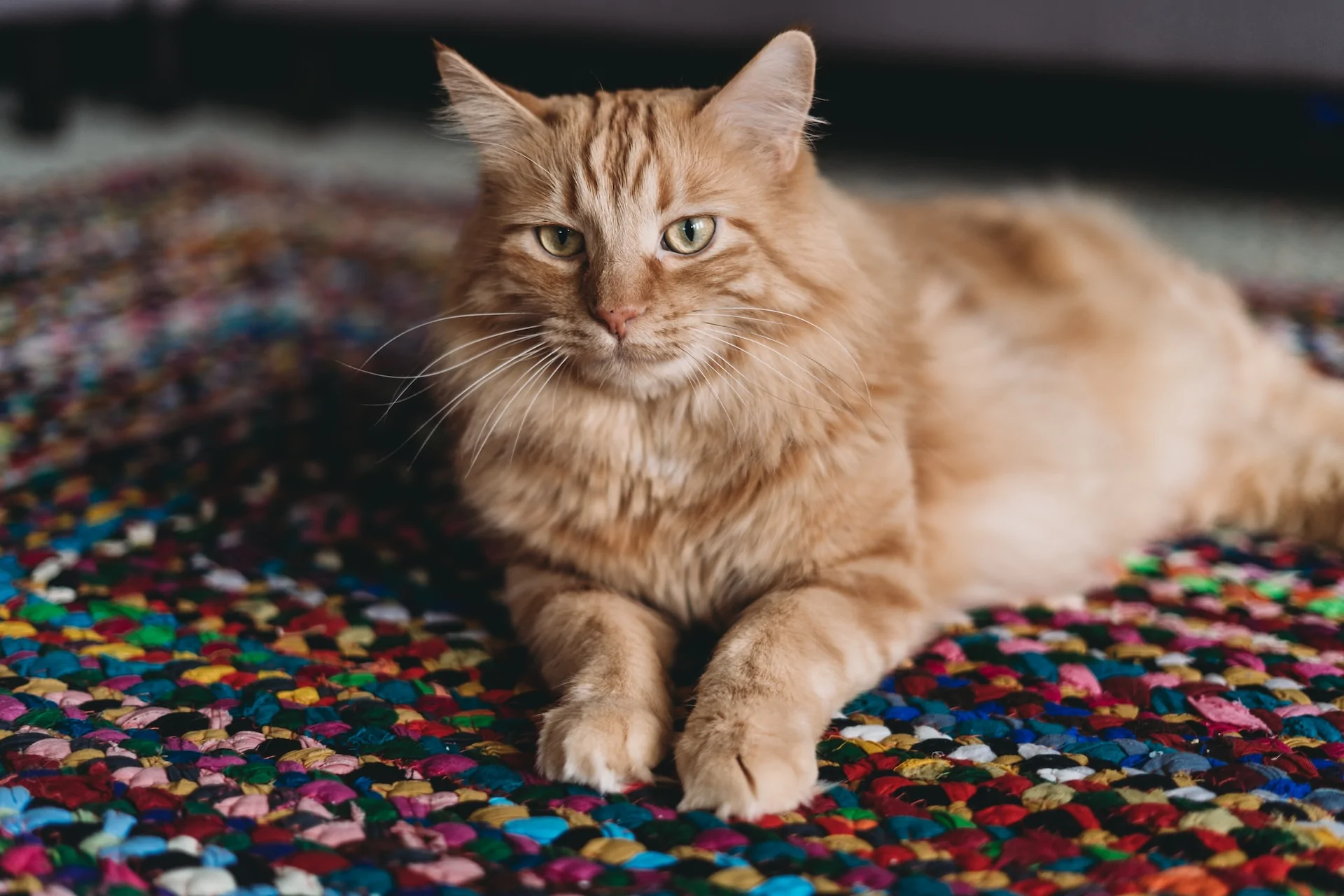 orange cat lying on a colorful rug