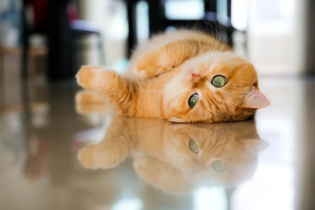 orange cat lying on the floor on the back