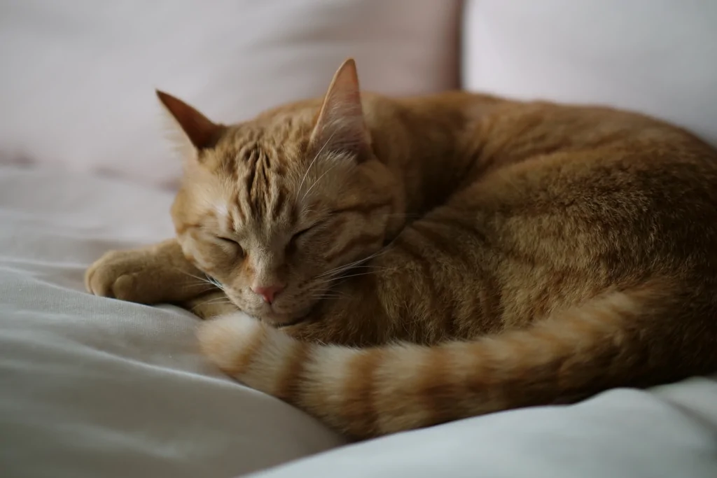 orange cat sleeping on white bed