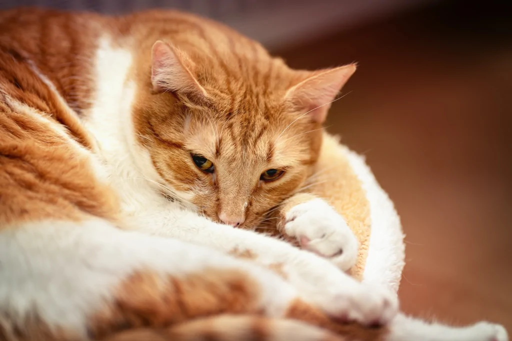 orange tabby cat lying on white blanket