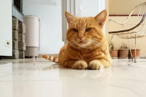 orange tabby cat lying on white floor indoors