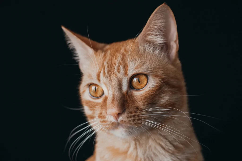orange tabby cat up close on black background